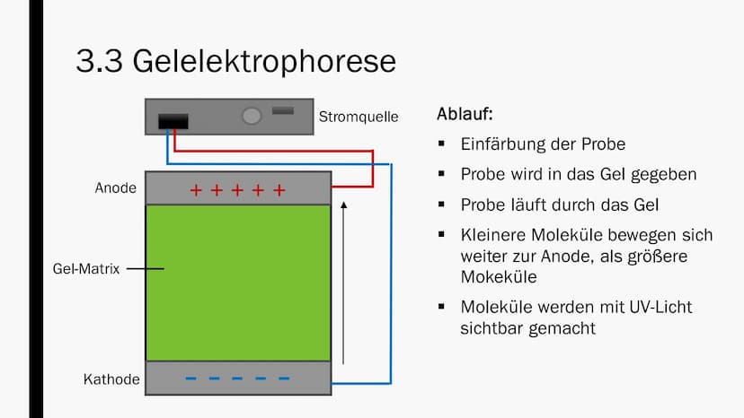 GENETISCHER
FINGERABDRUCK
Von Maya Zorn Gliederung
1. Allgemeine Informationen
2. Anwendungsbereiche
3. Durchführung
3.1 PCR-Methode
3.2
3.3