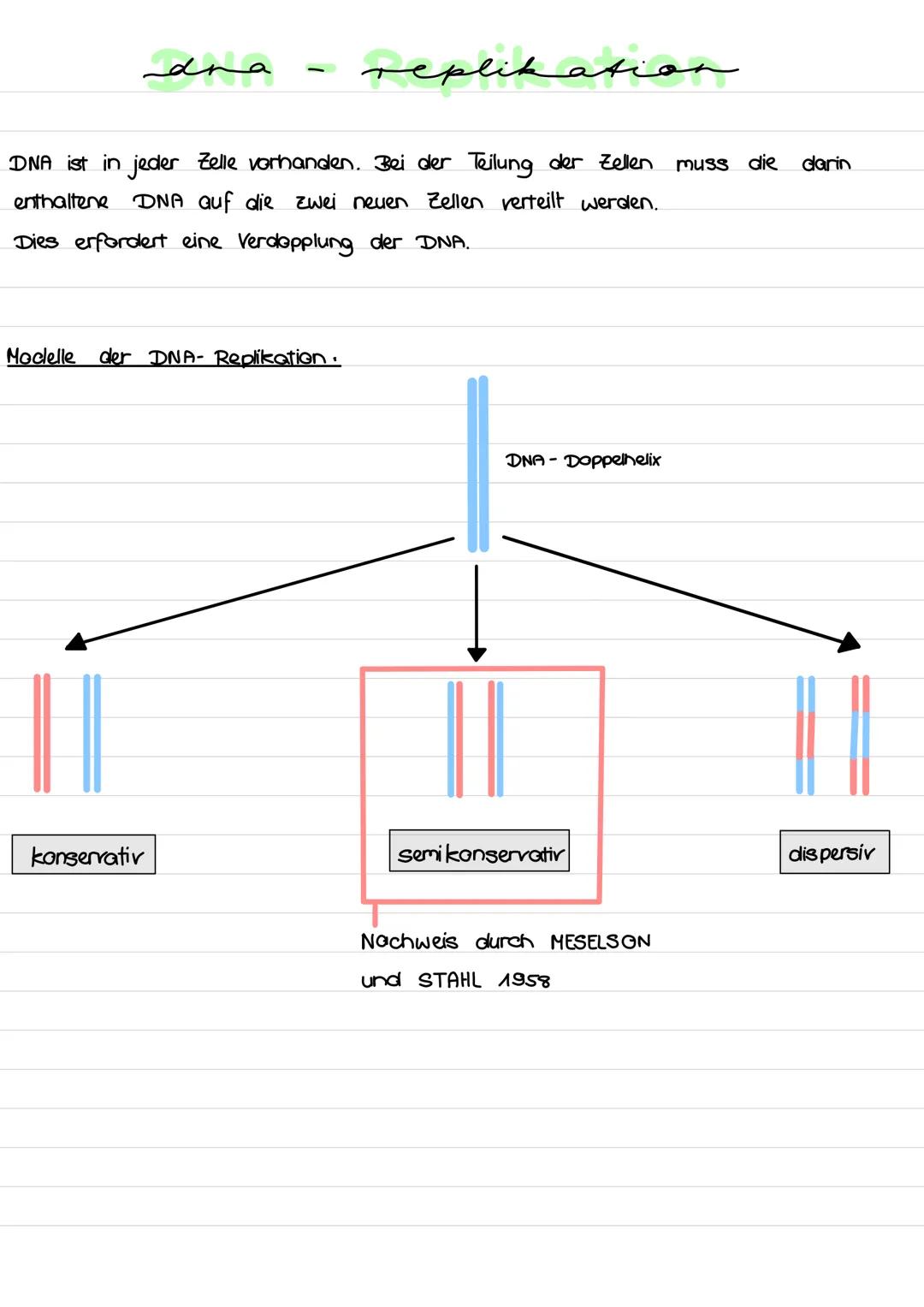 # dna - replikation

DNA ist in jeder Zelle vorhanden. Bei der Teilung der Zellen muss die darin
enthaltene DNA auf die zwei neuen Zellen ve