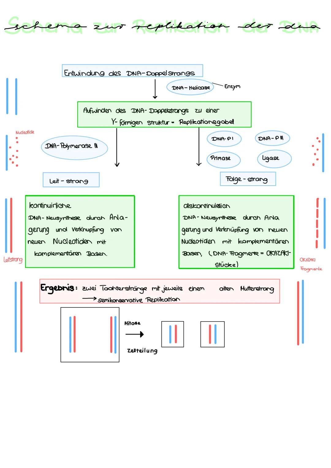 # dna - replikation

DNA ist in jeder Zelle vorhanden. Bei der Teilung der Zellen muss die darin
enthaltene DNA auf die zwei neuen Zellen ve