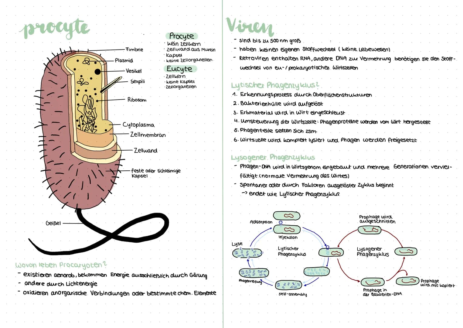 procyte
Geißel
Fimbrie
Plasmid
-Vesikel
Sexpili
Ribosom
Cytoplasma
Zellmembran
Zellwand
Procyte
kein Zellkern
Zellwand aus Murein
Kapsel
kei