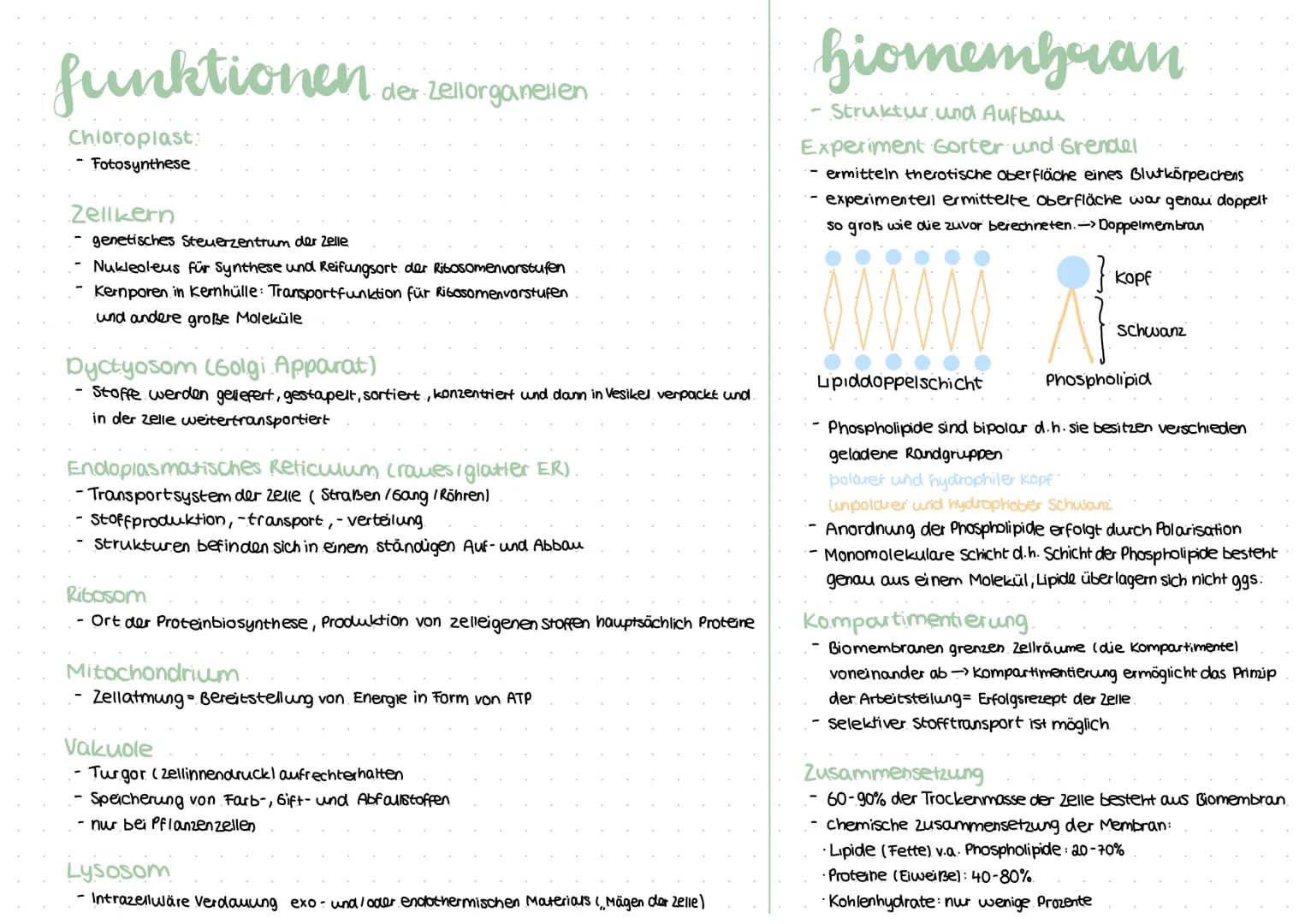 procyte
Geißel
Fimbrie
Plasmid
-Vesikel
Sexpili
Ribosom
Cytoplasma
Zellmembran
Zellwand
Procyte
kein Zellkern
Zellwand aus Murein
Kapsel
kei