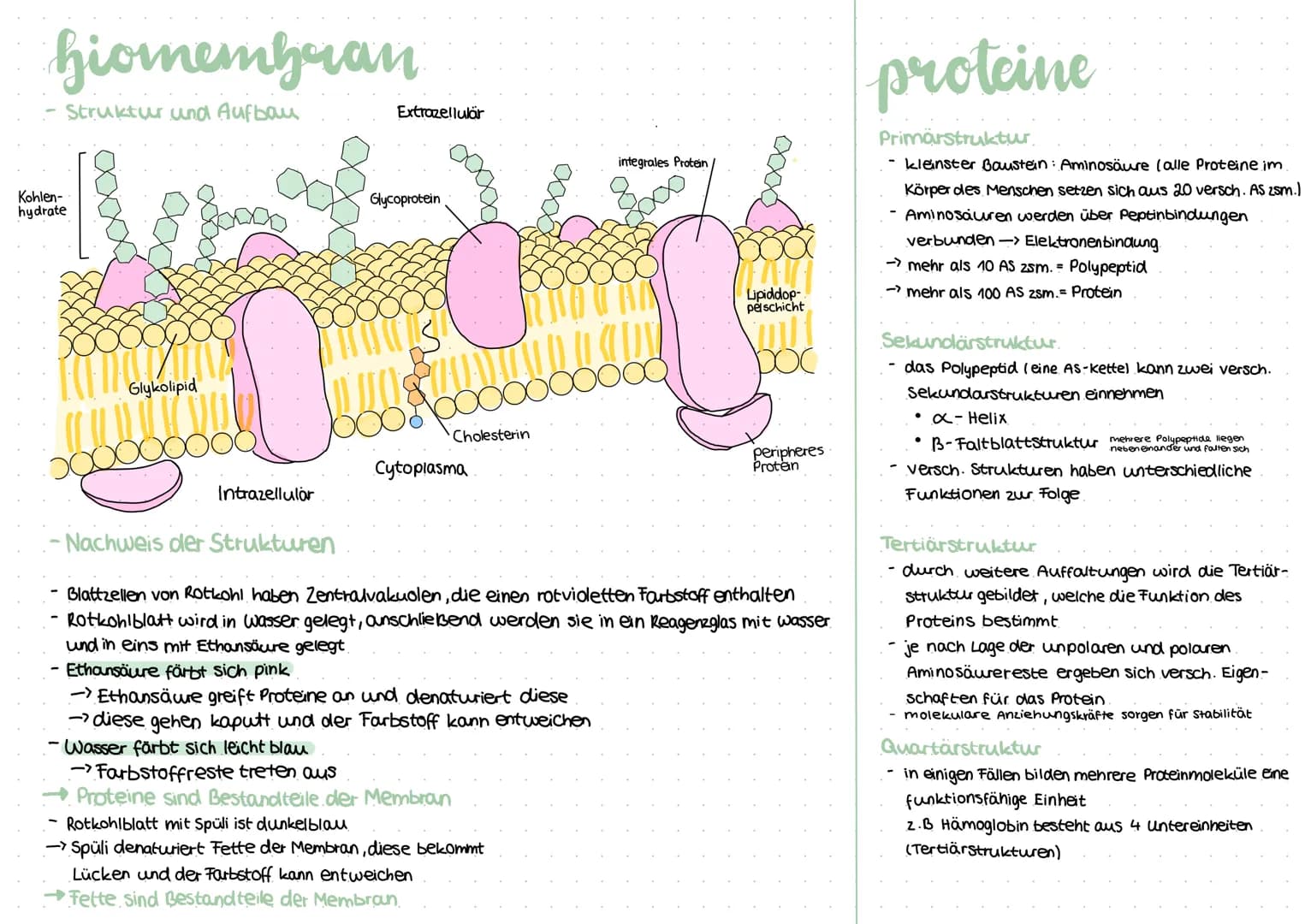 procyte
Geißel
Fimbrie
Plasmid
-Vesikel
Sexpili
Ribosom
Cytoplasma
Zellmembran
Zellwand
Procyte
kein Zellkern
Zellwand aus Murein
Kapsel
kei