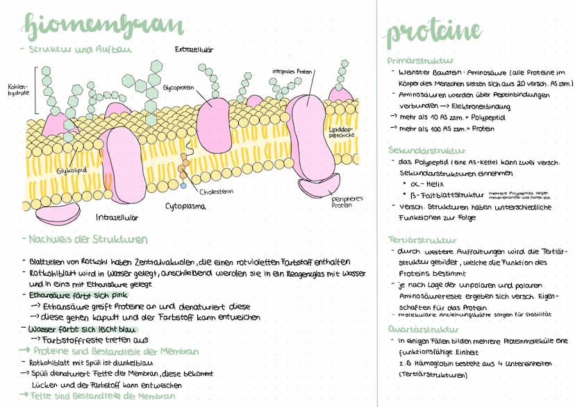 procyte
Geißel
Fimbrie
Plasmid
-Vesikel
Sexpili
Ribosom
Cytoplasma
Zellmembran
Zellwand
Procyte
kein Zellkern
Zellwand aus Murein
Kapsel
kei