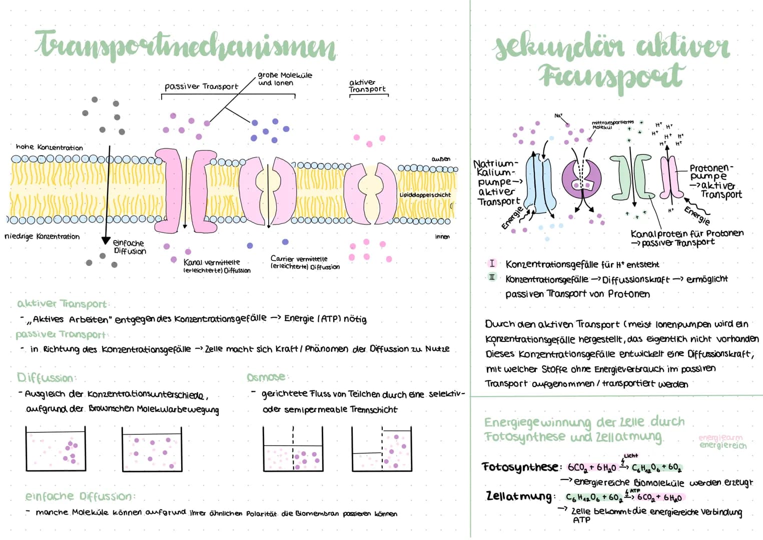 procyte
Geißel
Fimbrie
Plasmid
-Vesikel
Sexpili
Ribosom
Cytoplasma
Zellmembran
Zellwand
Procyte
kein Zellkern
Zellwand aus Murein
Kapsel
kei