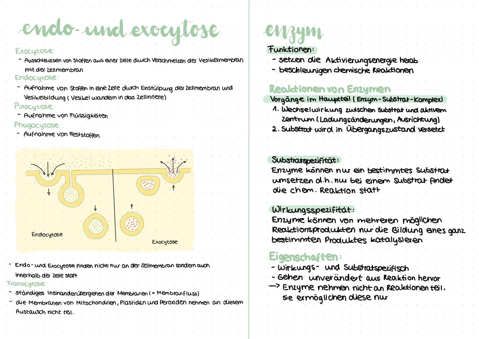 procyte
Geißel
Fimbrie
Plasmid
-Vesikel
Sexpili
Ribosom
Cytoplasma
Zellmembran
Zellwand
Procyte
kein Zellkern
Zellwand aus Murein
Kapsel
kei