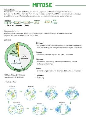 Know Mitose Meiose Lernzettel / Kartenpuzzle / Kreuzworträtsel  thumbnail