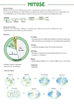 Know Mitose Meiose Lernzettel / Kartenpuzzle / Kreuzworträtsel  thumbnail