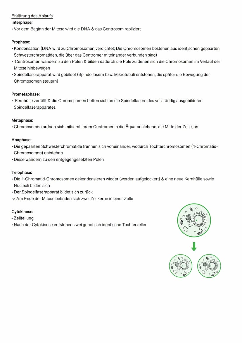 MITOSE
Was ist Mitose?
Mitose ist eine Form der Zellteilung, die aber im Gegensatz zur Meiose nicht geschlechtlich ist.
Der Vorgang der Mito