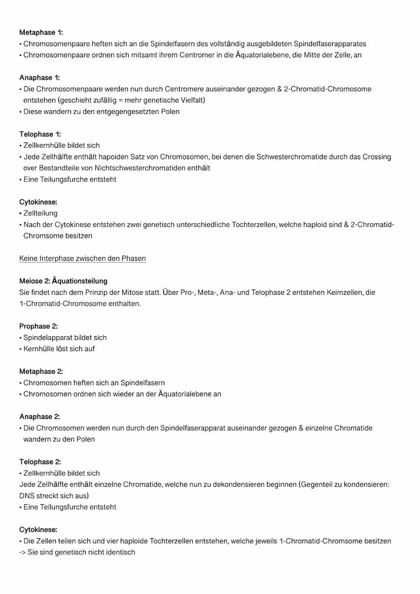 MITOSE
Was ist Mitose?
Mitose ist eine Form der Zellteilung, die aber im Gegensatz zur Meiose nicht geschlechtlich ist.
Der Vorgang der Mito