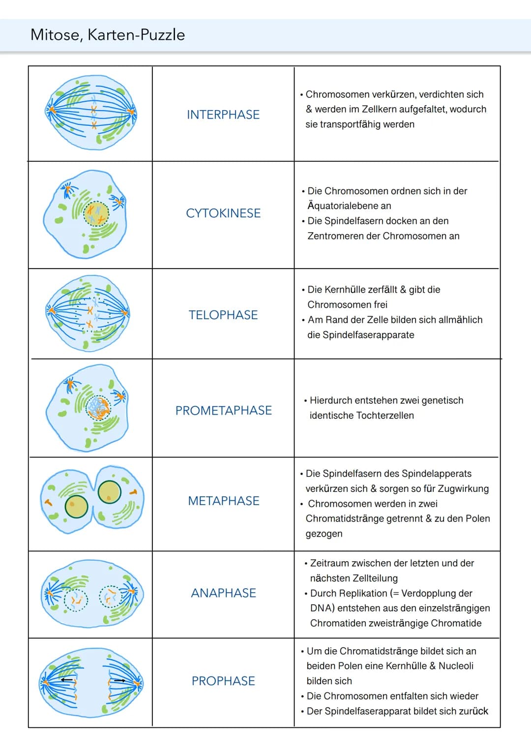 MITOSE
Was ist Mitose?
Mitose ist eine Form der Zellteilung, die aber im Gegensatz zur Meiose nicht geschlechtlich ist.
Der Vorgang der Mito
