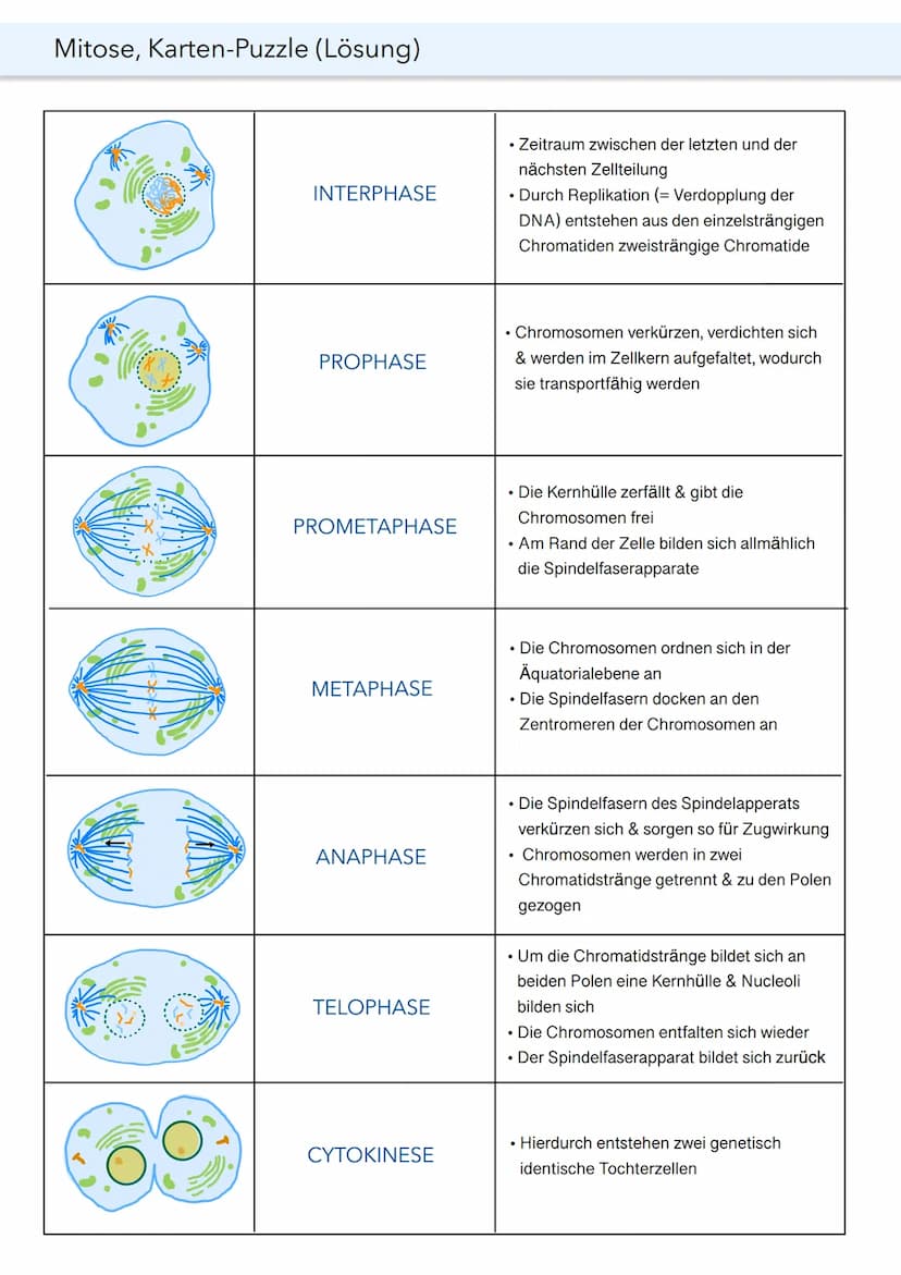 MITOSE
Was ist Mitose?
Mitose ist eine Form der Zellteilung, die aber im Gegensatz zur Meiose nicht geschlechtlich ist.
Der Vorgang der Mito