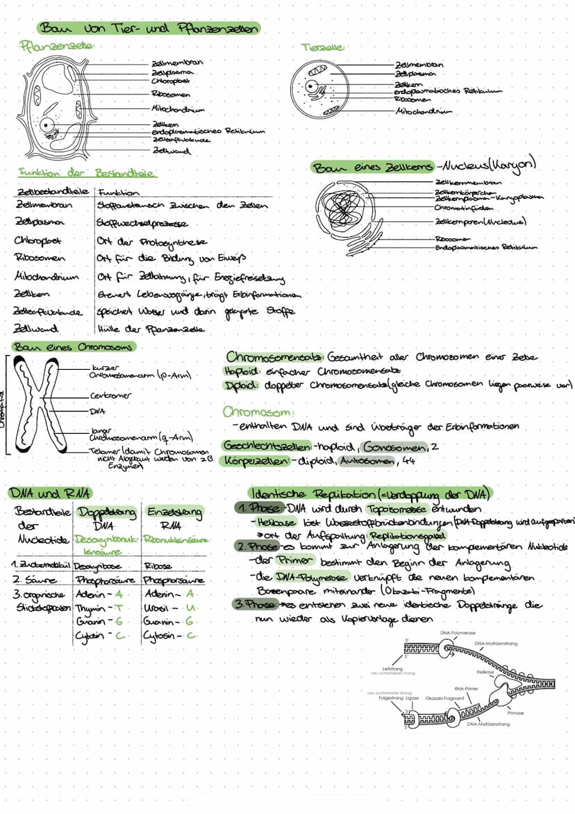 Lebensprozesse
Außerer Bau eines Laubblattes:
-Blattrand
-Blattader
-Blattspreite
-Blattstiel
-Blattgrund
Innerer Bau eines Laubblattes und 