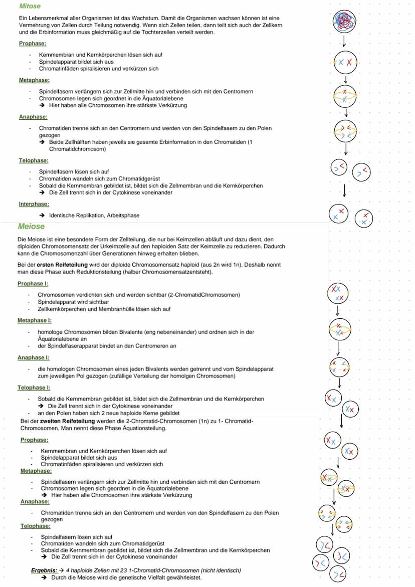 Lebensprozesse
Außerer Bau eines Laubblattes:
-Blattrand
-Blattader
-Blattspreite
-Blattstiel
-Blattgrund
Innerer Bau eines Laubblattes und 