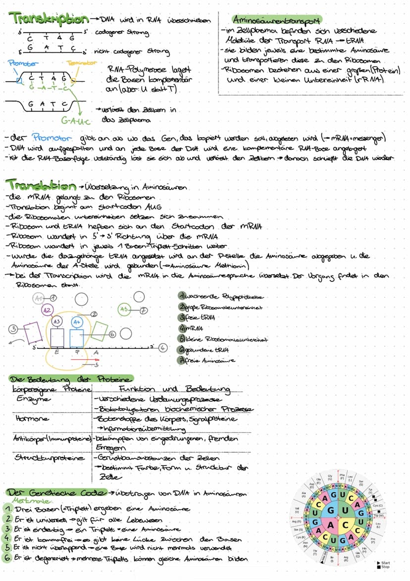 Lebensprozesse
Außerer Bau eines Laubblattes:
-Blattrand
-Blattader
-Blattspreite
-Blattstiel
-Blattgrund
Innerer Bau eines Laubblattes und 