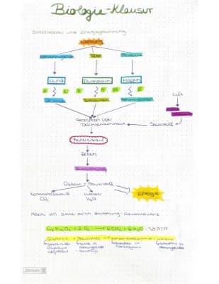 Know Bio Lernzettel Zellatmung  thumbnail