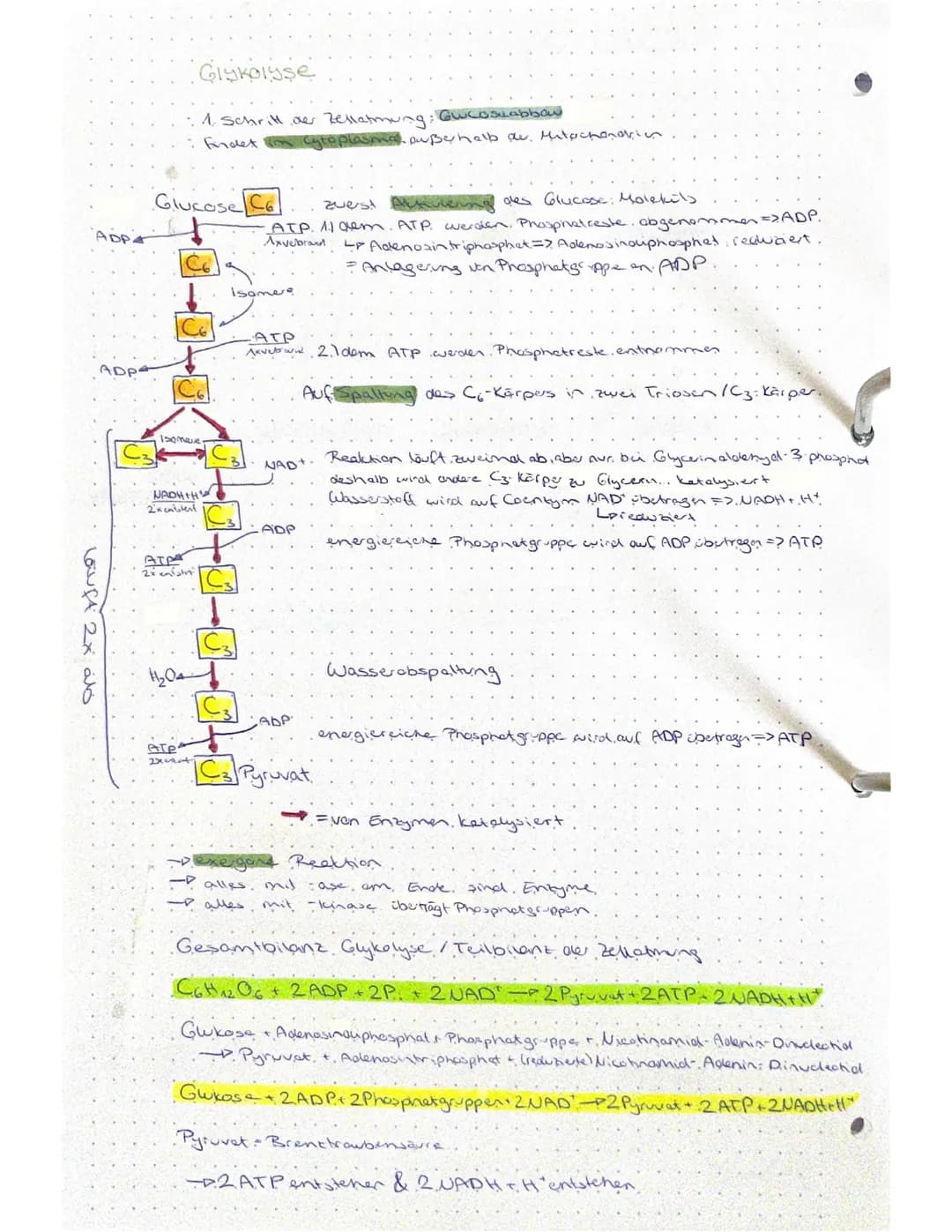 Biologie - Klausur
Stoffabbau und Energie
Nahrung
Mund
Kohlenstoffo
BRUNNEN
Fette
Dunndarm
Resorption uper
Darms
Blutkreislauf
Zellen
Glukos