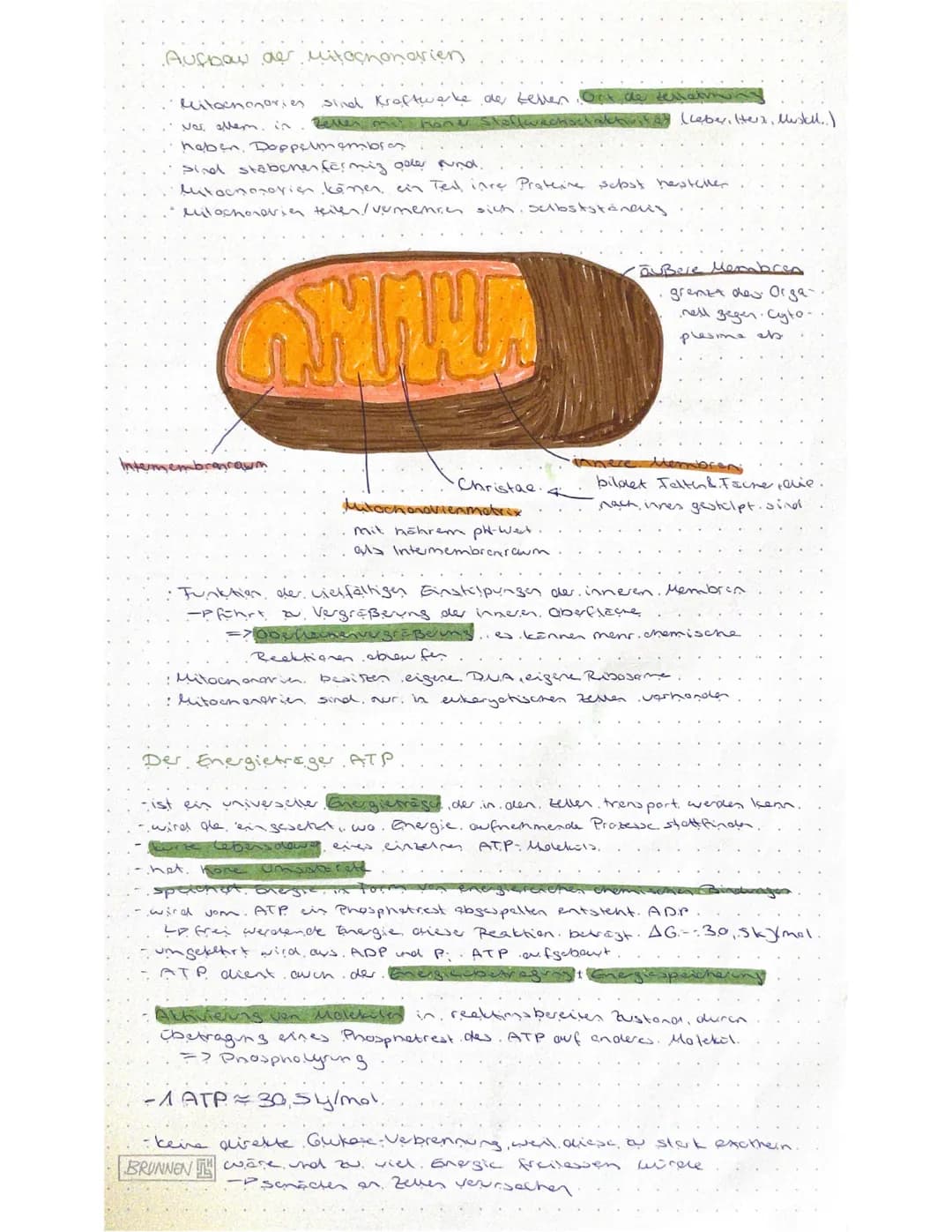 Biologie - Klausur
Stoffabbau und Energie
Nahrung
Mund
Kohlenstoffo
BRUNNEN
Fette
Dunndarm
Resorption uper
Darms
Blutkreislauf
Zellen
Glukos