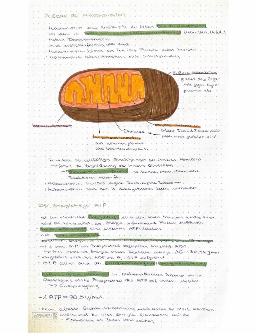 Biologie - Klausur
Stoffabbau und Energie
Nahrung
Mund
Kohlenstoffo
BRUNNEN
Fette
Dunndarm
Resorption uper
Darms
Blutkreislauf
Zellen
Glukos