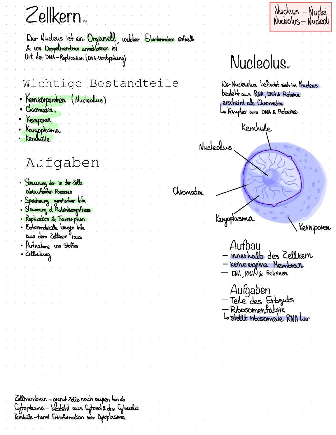zellorganellen 