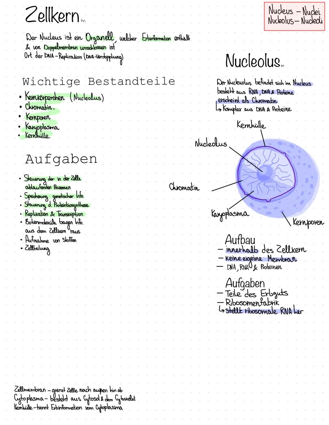 Wichtige Bestandteile
• Kemkörperchen (Nucleolus)
Chromatin
●
Zellkern.
Der Nucleus ist ein Organell, welcher Extinformation enthalt
& von D