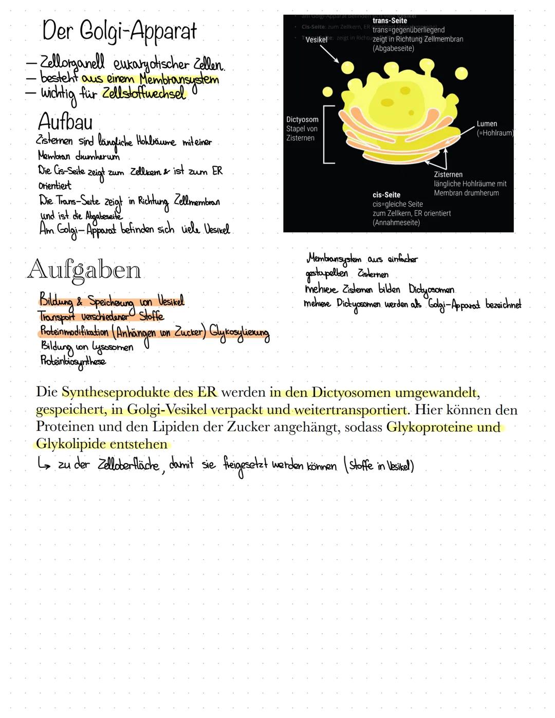 Wichtige Bestandteile
• Kemkörperchen (Nucleolus)
Chromatin
●
Zellkern.
Der Nucleus ist ein Organell, welcher Extinformation enthalt
& von D