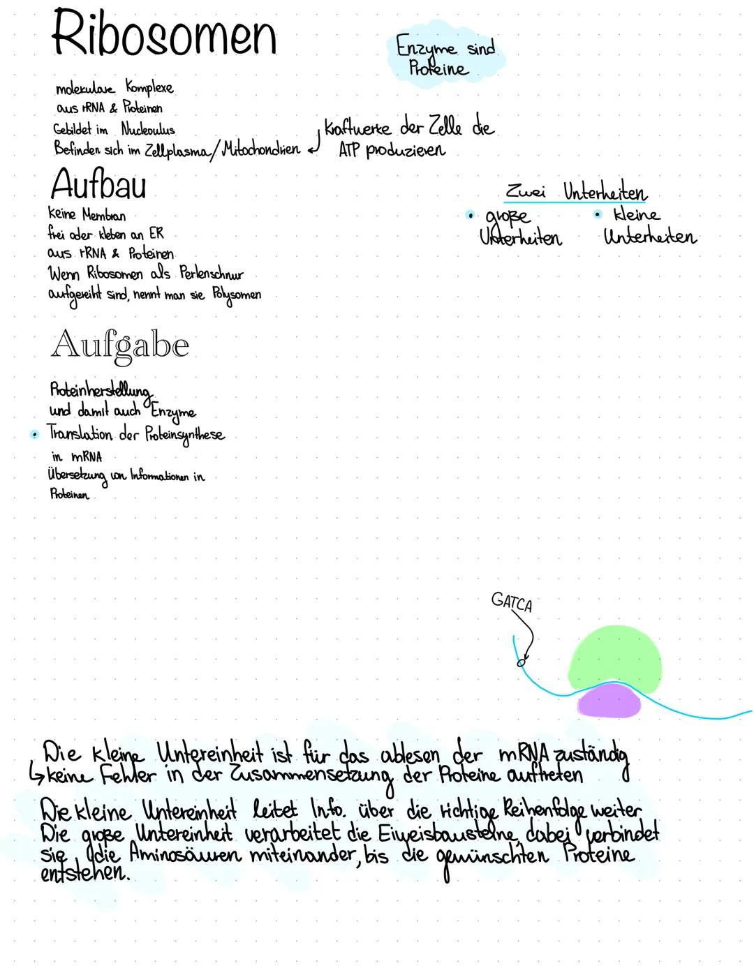 Wichtige Bestandteile
• Kemkörperchen (Nucleolus)
Chromatin
●
Zellkern.
Der Nucleus ist ein Organell, welcher Extinformation enthalt
& von D