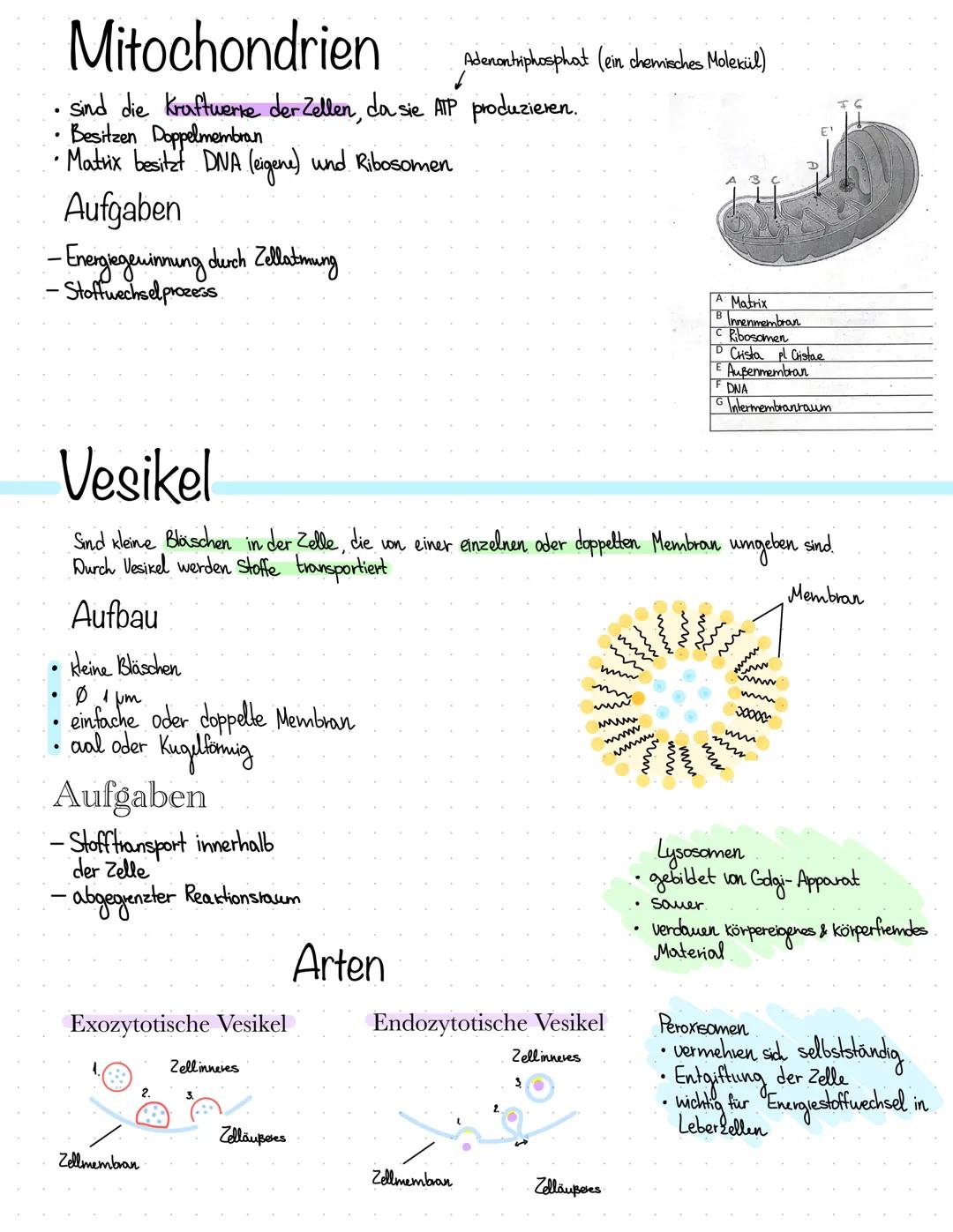 Wichtige Bestandteile
• Kemkörperchen (Nucleolus)
Chromatin
●
Zellkern.
Der Nucleus ist ein Organell, welcher Extinformation enthalt
& von D