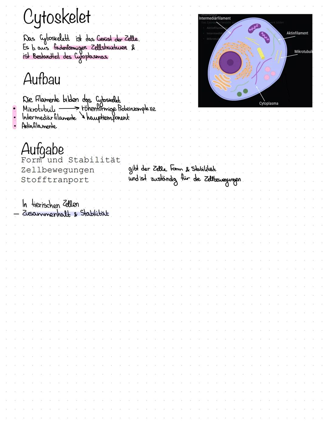 Wichtige Bestandteile
• Kemkörperchen (Nucleolus)
Chromatin
●
Zellkern.
Der Nucleus ist ein Organell, welcher Extinformation enthalt
& von D