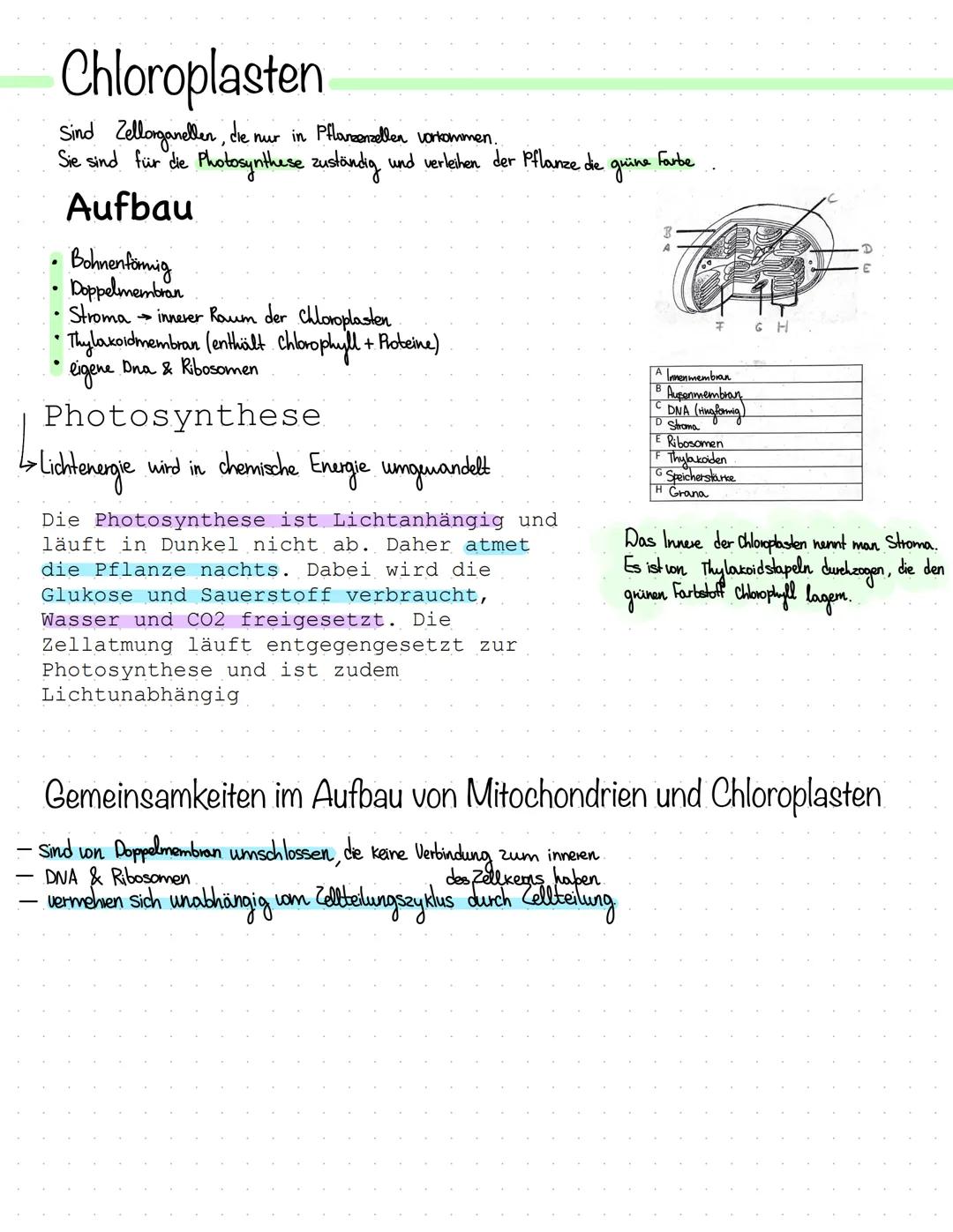 Wichtige Bestandteile
• Kemkörperchen (Nucleolus)
Chromatin
●
Zellkern.
Der Nucleus ist ein Organell, welcher Extinformation enthalt
& von D