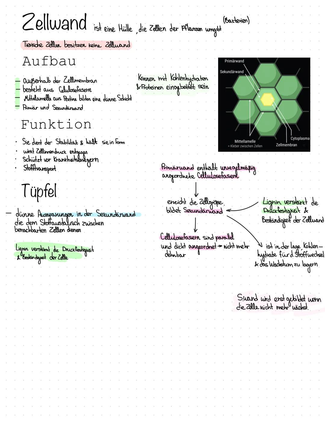 Wichtige Bestandteile
• Kemkörperchen (Nucleolus)
Chromatin
●
Zellkern.
Der Nucleus ist ein Organell, welcher Extinformation enthalt
& von D