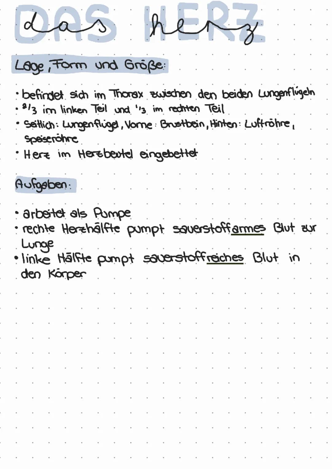 Das Herz - Anatomie