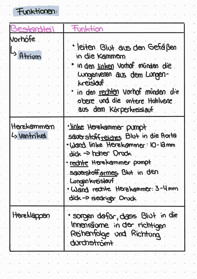 ممه
das henz
Lage, Form und Größe:
• befindet sich im Thorax zwischen den beiden Lungenflugeln
2/3 im linken Teil und '13 im rechten Teil
•S