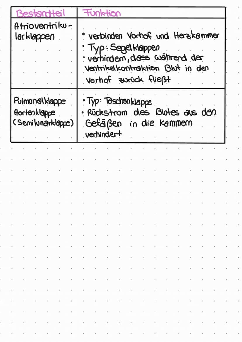ممه
das henz
Lage, Form und Größe:
• befindet sich im Thorax zwischen den beiden Lungenflugeln
2/3 im linken Teil und '13 im rechten Teil
•S