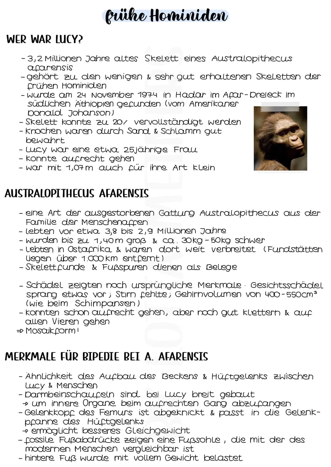 frühe Hominiden
WER WAR LUCY?
- 3,2 Millionen Jahre altes Skelett eines Australopithecus
afarensis
- gehört zu den wenigen & sehr gut erhalt
