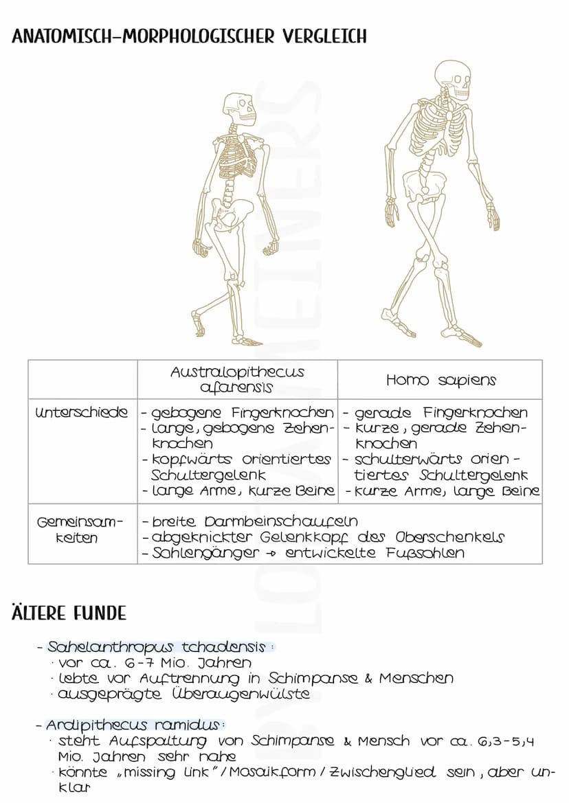 frühe Hominiden
WER WAR LUCY?
- 3,2 Millionen Jahre altes Skelett eines Australopithecus
afarensis
- gehört zu den wenigen & sehr gut erhalt