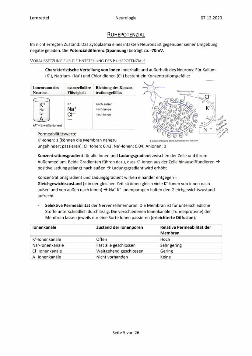 Lernzettel
Inhalt
Glossar
Elektrochemische Vorgänge in Nervenzellen..
Bau und grundlegende Funktion einer Nervenzelle...
Ruhepotenzial......