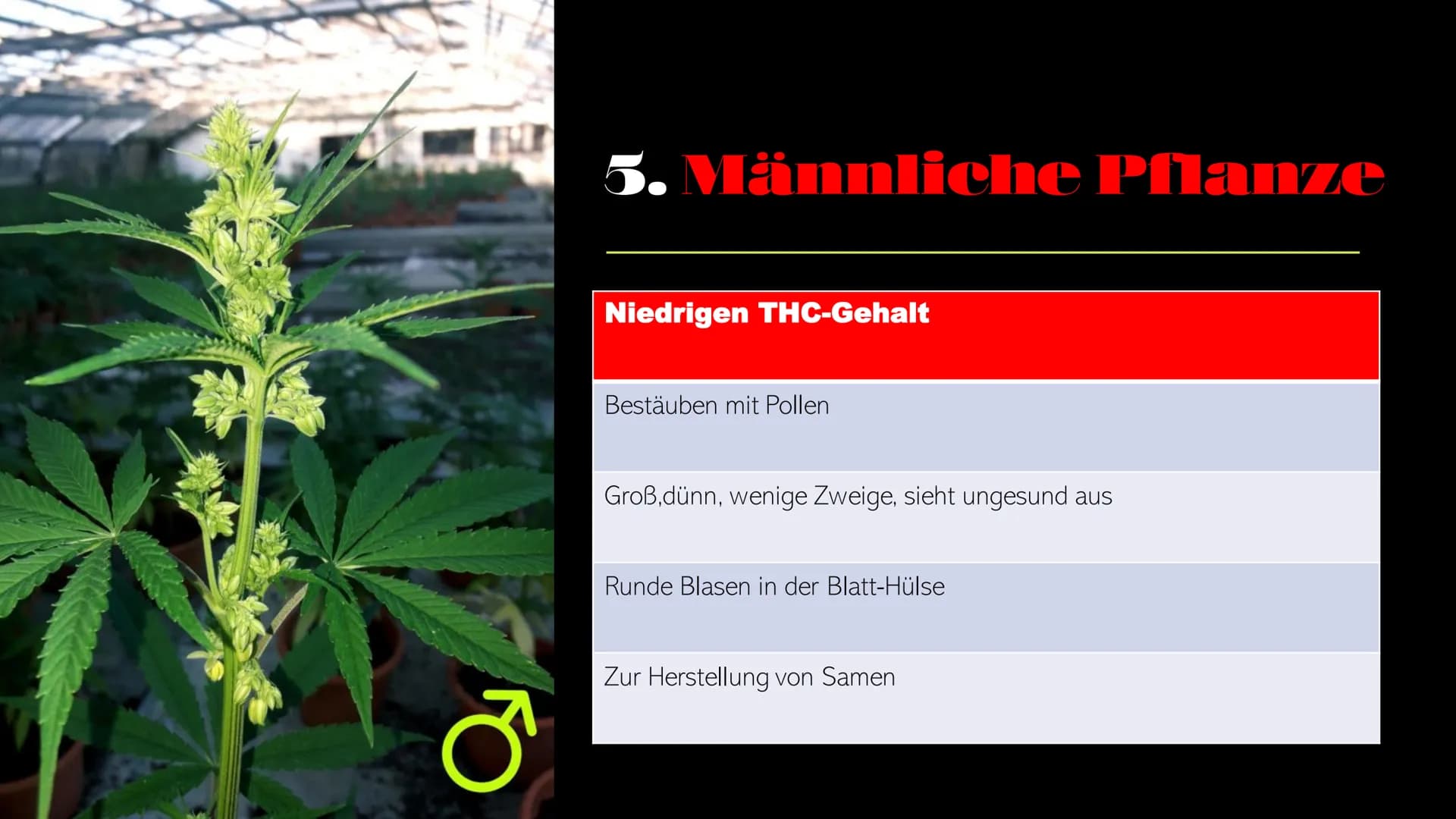  CANNABIS Cannabis
WER PRÄSENTIERT GERADE?
Person
1
Person
2 Cannabis Startseite Serien Filme Kürzlich hinzugefügt Meine Liste
Inhaltsverzei