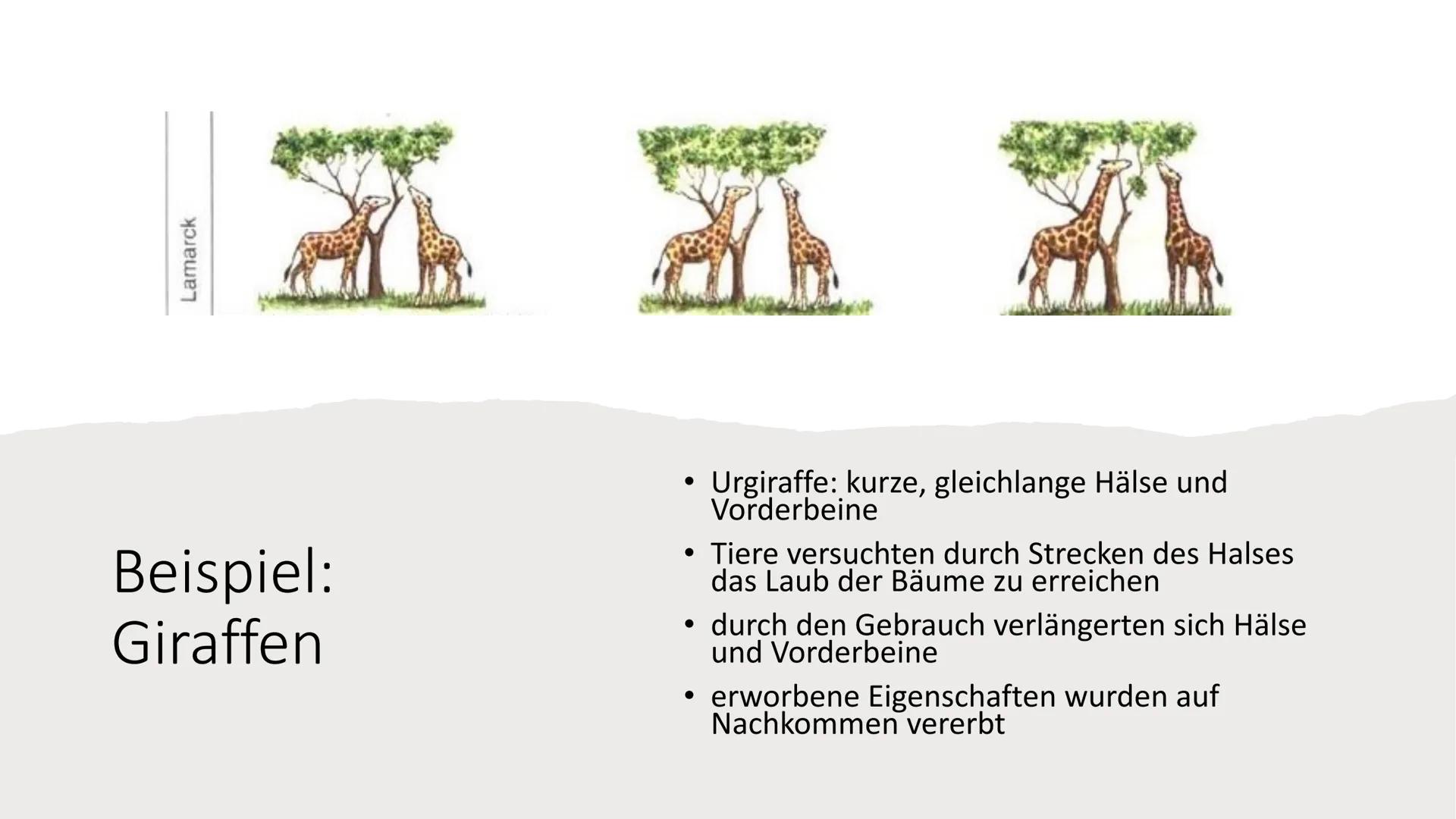 優惠
Evolution Gliederung
-Was bedeutet Evolution?
-Aristoteles
-Carl Linné
-Georges Cuvier
-Louis Pasteur
-Jean Baptiste Lamarck
-Charles Dar