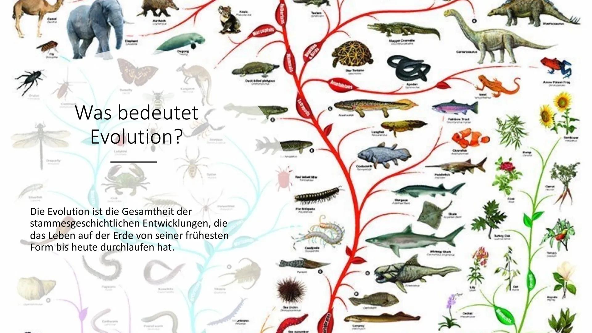 優惠
Evolution Gliederung
-Was bedeutet Evolution?
-Aristoteles
-Carl Linné
-Georges Cuvier
-Louis Pasteur
-Jean Baptiste Lamarck
-Charles Dar