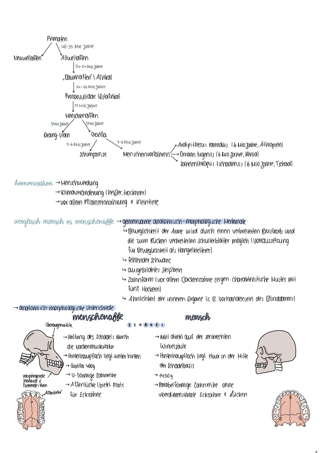 Rassebegriff
definition → Lebewesen einer Art, die sich von einer anderen Gruppe in erheblichen Merkmalen unterscheiden
kritik → keine genau
