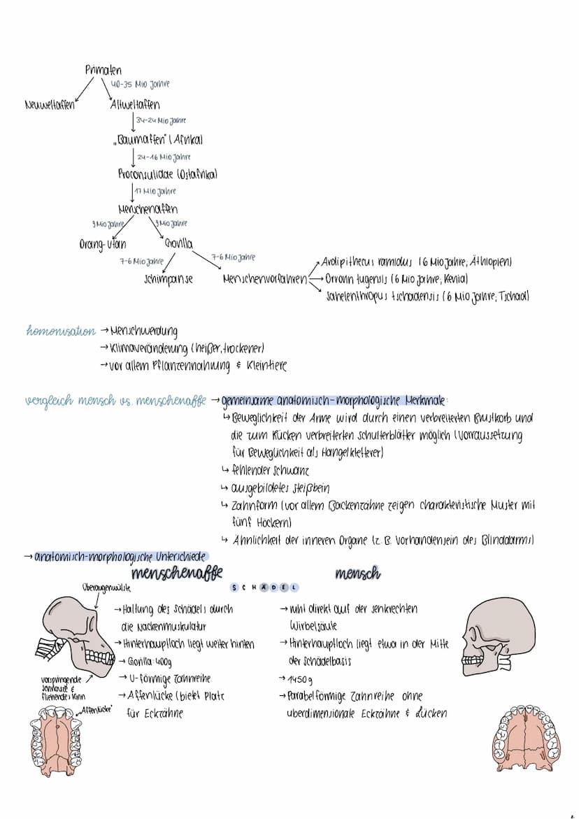 Rassebegriff
definition → Lebewesen einer Art, die sich von einer anderen Gruppe in erheblichen Merkmalen unterscheiden
kritik → keine genau