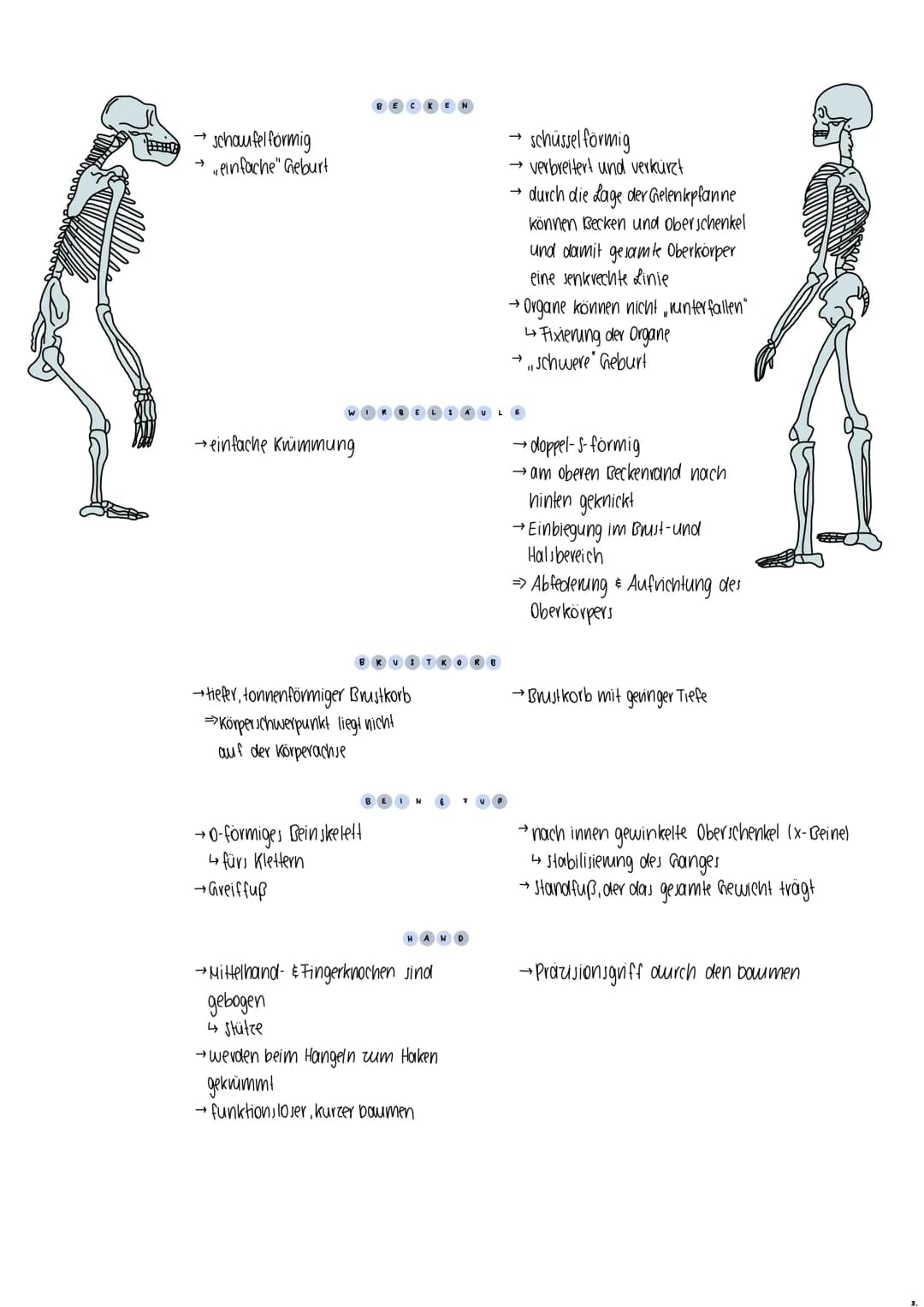 Rassebegriff
definition → Lebewesen einer Art, die sich von einer anderen Gruppe in erheblichen Merkmalen unterscheiden
kritik → keine genau