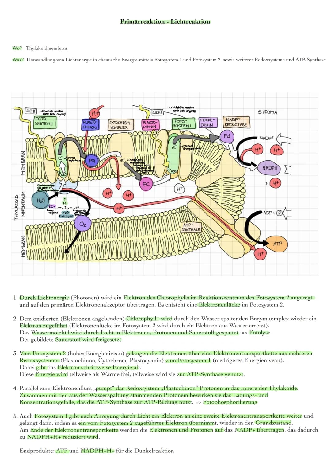 Blattaufbau und Funktionen
obere Cuticula
obere Epidermis
Palisadenparenchym
Bündelscheide
Gefäßteil
Siebteil
Leitbündel
Schwammgewebe
unter