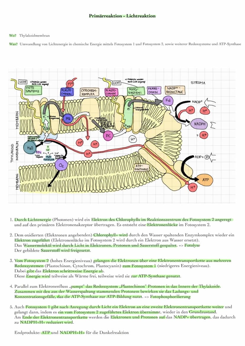 Blattaufbau und Funktionen
obere Cuticula
obere Epidermis
Palisadenparenchym
Bündelscheide
Gefäßteil
Siebteil
Leitbündel
Schwammgewebe
unter