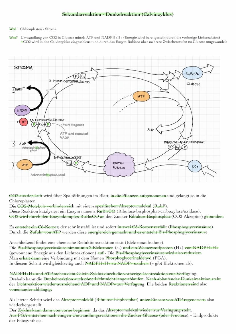 Blattaufbau und Funktionen
obere Cuticula
obere Epidermis
Palisadenparenchym
Bündelscheide
Gefäßteil
Siebteil
Leitbündel
Schwammgewebe
unter