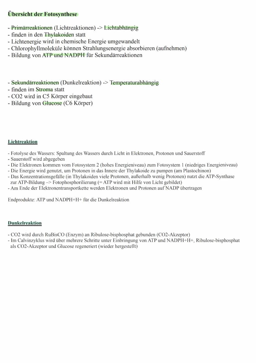 Blattaufbau und Funktionen
obere Cuticula
obere Epidermis
Palisadenparenchym
Bündelscheide
Gefäßteil
Siebteil
Leitbündel
Schwammgewebe
unter
