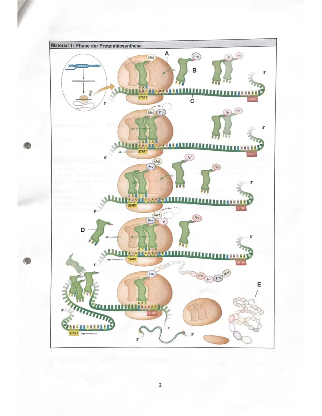 Aufgabe 1:
A
B
C-
D-
E
-
Bio Klausur
Diese
die
Bei der abgebildeten Phase der
Protein biosynthese wird
Translation gezeigt
Bei der
-zuerst d