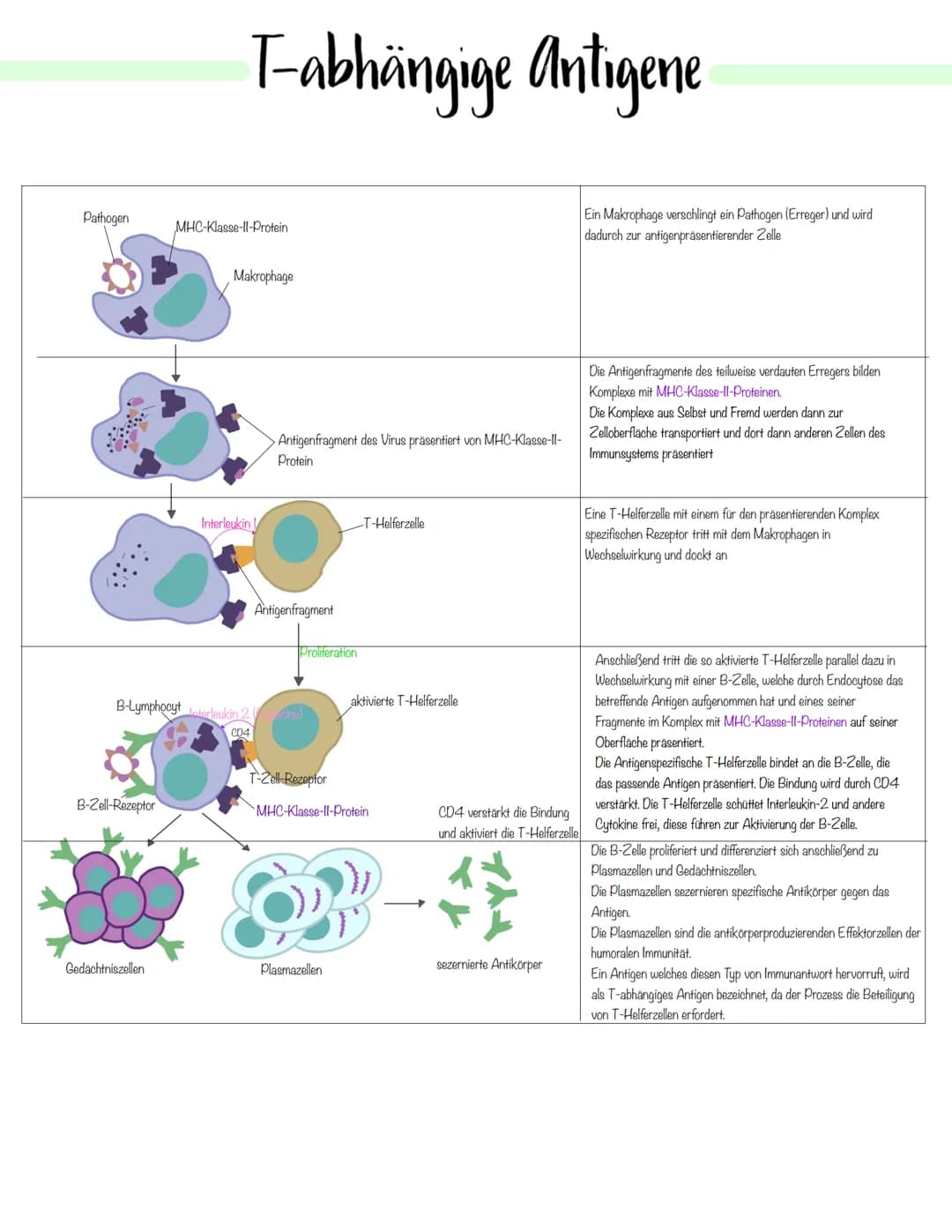 Immunbiologie Krankheitserreger
Infektionskrankheiten werden durch Krankheitserreger verursacht.
Die Ansteckung (Infektion) kann auf direkte