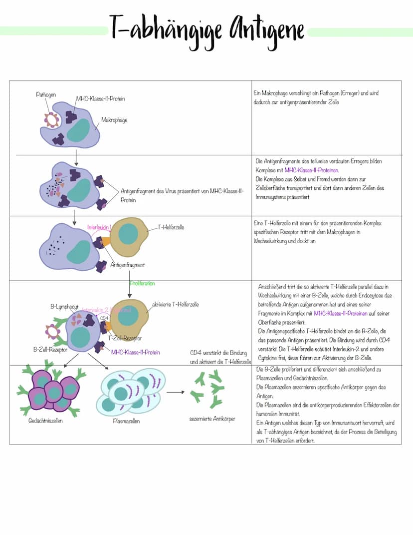Immunbiologie Krankheitserreger
Infektionskrankheiten werden durch Krankheitserreger verursacht.
Die Ansteckung (Infektion) kann auf direkte