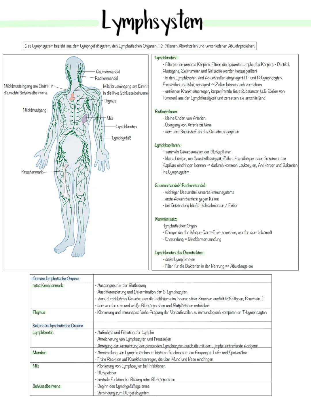 Immunbiologie Krankheitserreger
Infektionskrankheiten werden durch Krankheitserreger verursacht.
Die Ansteckung (Infektion) kann auf direkte